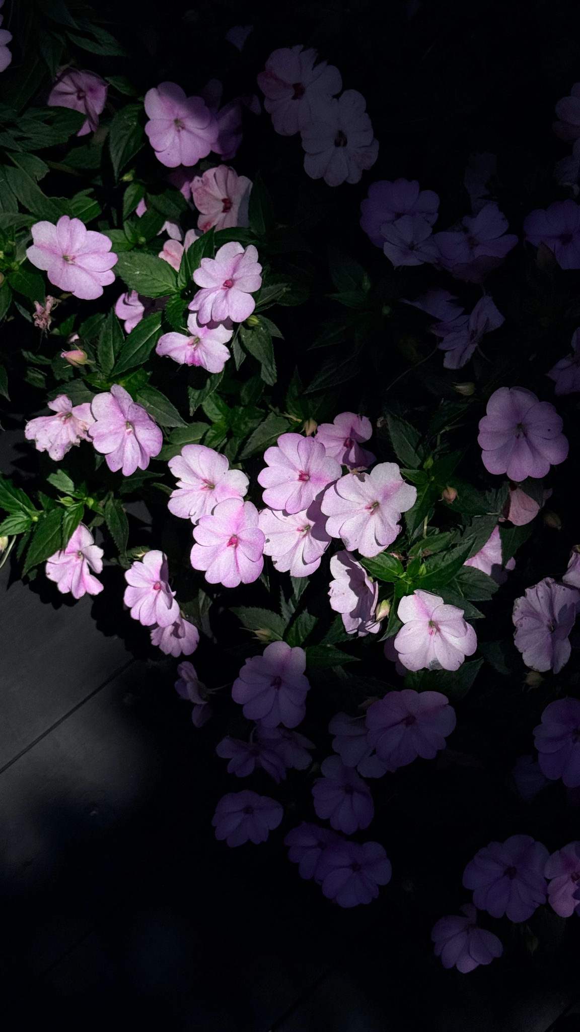 Impatiens hawkeri (Impatiens hawkeri)