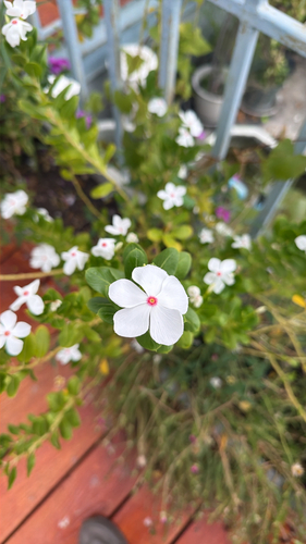 Madagascar Periwinkle