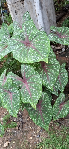 Caladium bicolor