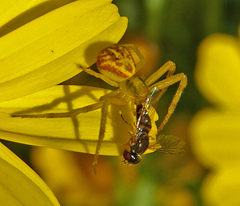 Mecaphesa