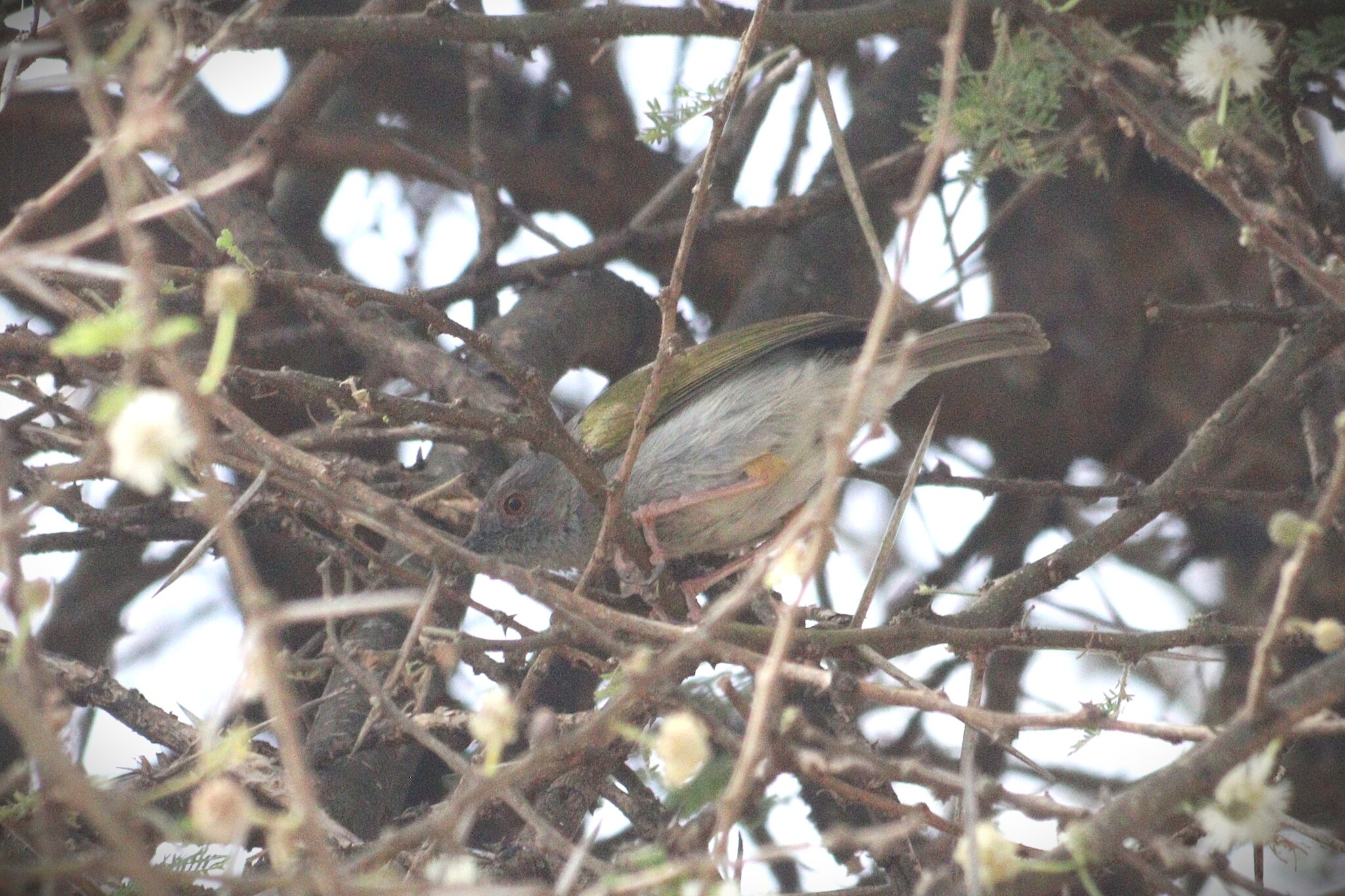 Bleating Camaroptera (Camaroptera brachyura), photo 4