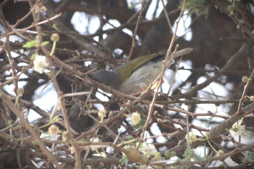 Bleating Camaroptera (Camaroptera brachyura), photo 10