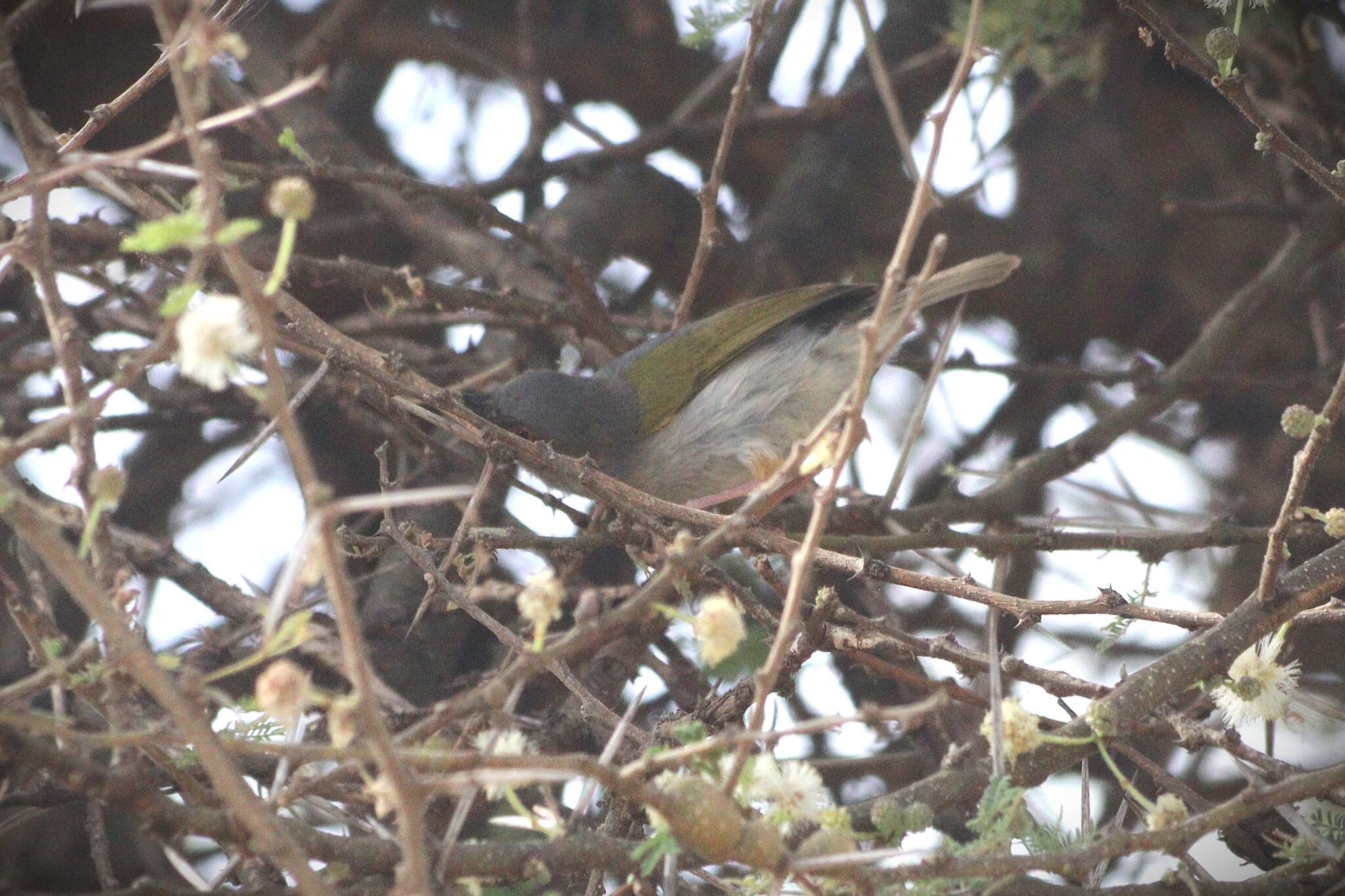 Bleating Camaroptera (Camaroptera brachyura), photo 10