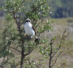 Lanius excubitoroides