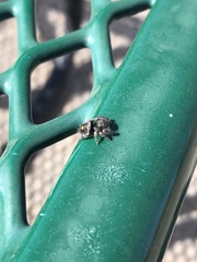 Phidippus audax
