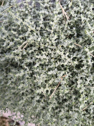 Gray rupturewort (Herniaria incana)