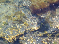 Myoxocephalus polyacanthocephalus
