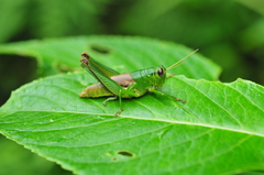 Parapodisma setouchiensis