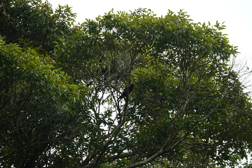 Garrulus lidthi observed 2026-05-29