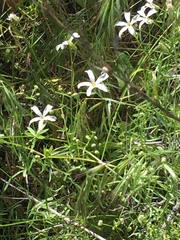 Phlox tenuifolia