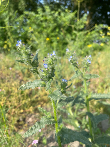 small bugloss