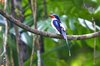 Common Paradise Kingfisher - Photo (c) Francesco Veronesi, some rights reserved (CC BY-NC-SA)