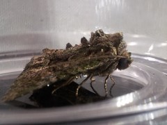 Phosphila miselioides