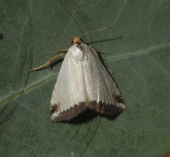 Eublemma vestalis