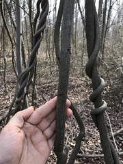 Wisteria frutescens