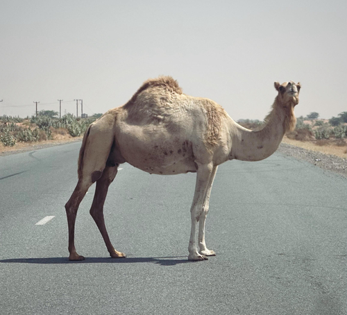 Dromedary Camel