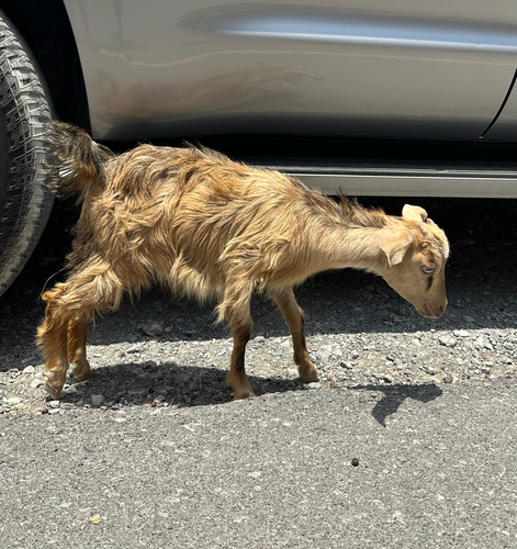Domestic Goat