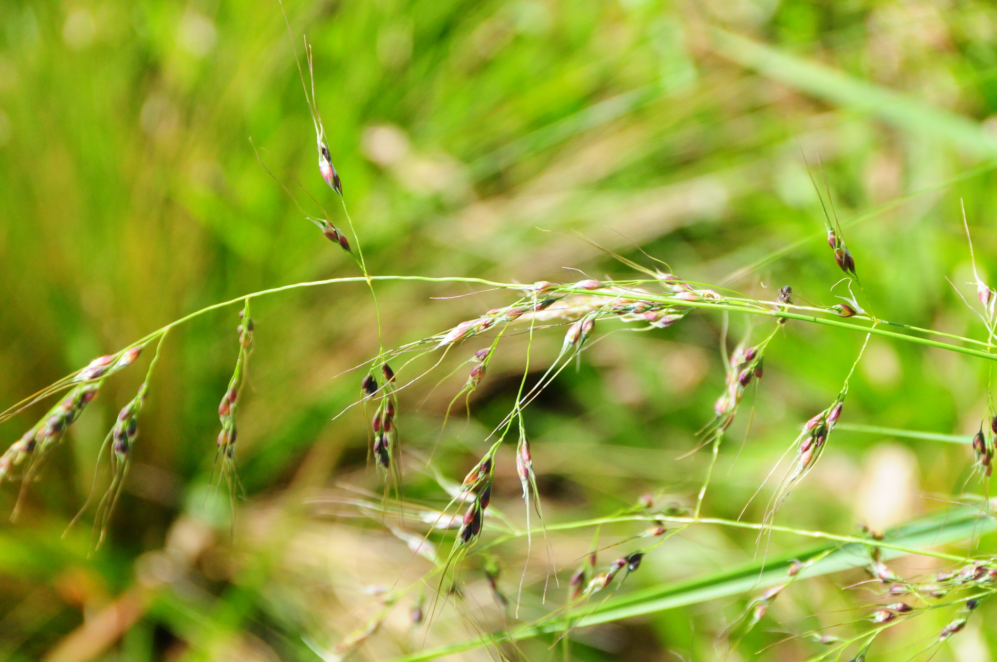 Piptochaetium stipoides