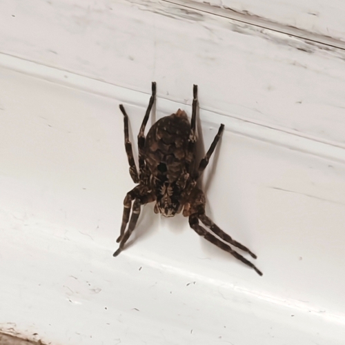 Mediterranean Spiny False Wolf Spider