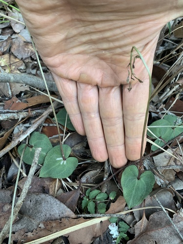 Pixie Caps