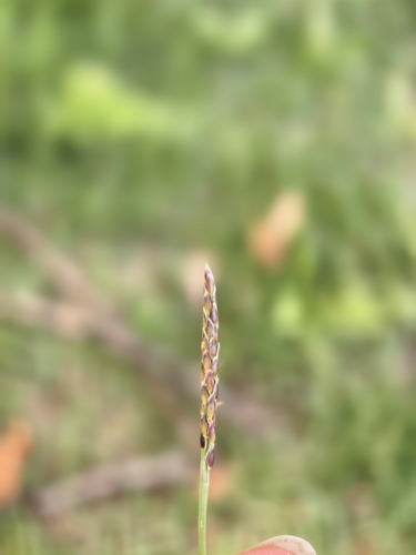 Zoysia matrella iNat (2)