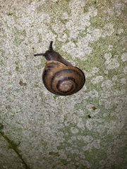 Caracolus