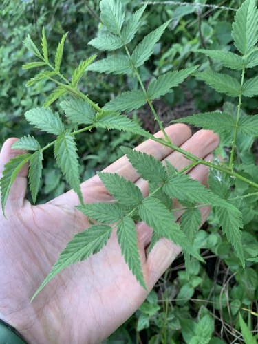 roseleaf bramble