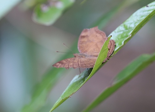 Chocolate Pansy