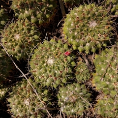 Mammillaria compressa compressa