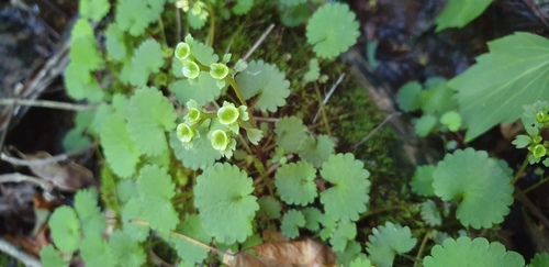 Chrysosplenium flagelliferum iNat (3)