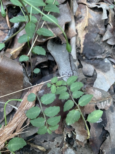 White Root