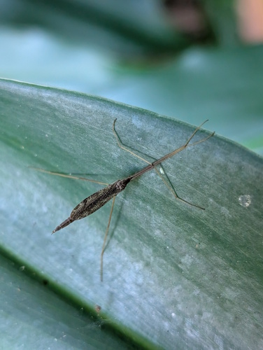 Spider Cranefly