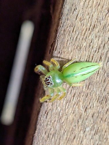 Green Jumping Spider