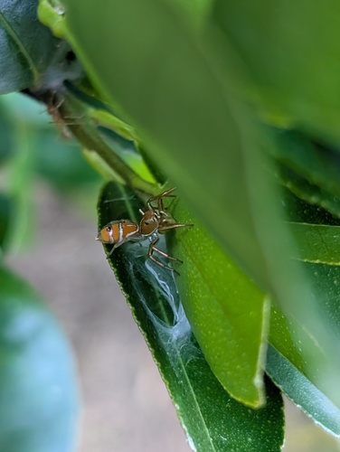 Green Ant-hunter Spider