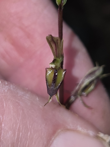 large mosquito-orchid