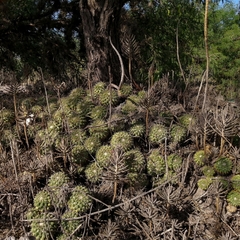 Mammillaria compressa compressa