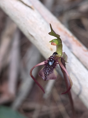 short-clubbed wasp orchid