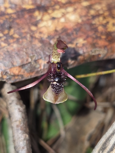 Bare-tip Wasp-orchid