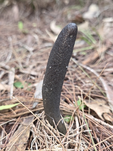 Drechmeria gunnii