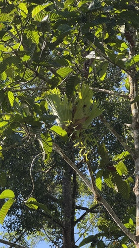 Platycerium coronarium, photograph 3