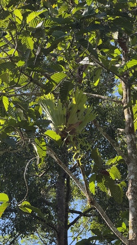 Platycerium coronarium, photograph 4