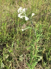 Hymenopappus artemisiifolius artemisiifolius
