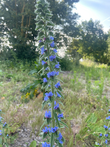 viper's-bugloss