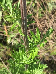 Hymenopappus artemisiifolius artemisiifolius