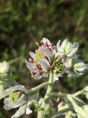 Hymenopappus artemisiifolius artemisiifolius