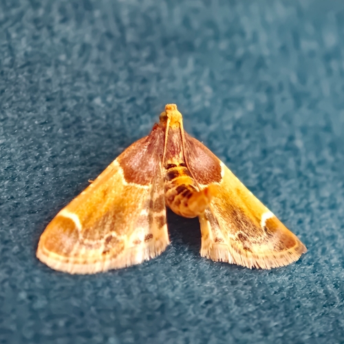 Meal moth