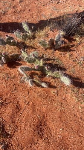 Plains Pricklypear