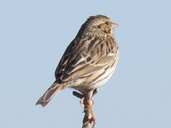 Passerculus sandwichensis beldingi