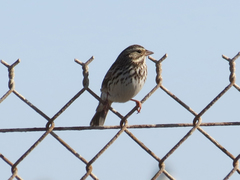 Passerculus sandwichensis beldingi