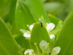 Diapriinae